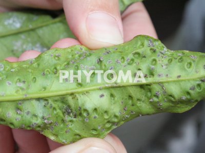 Trioza erytreae ( HLB ) 